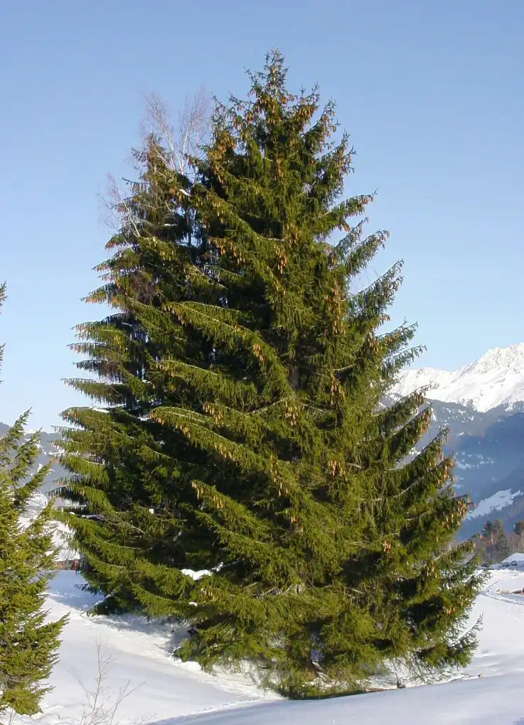 Photo of Picea abies (Picea abiess)