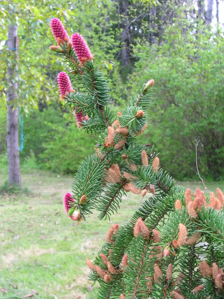 Photo of Picea abies - Picea abies flowers:Per Vetlesen