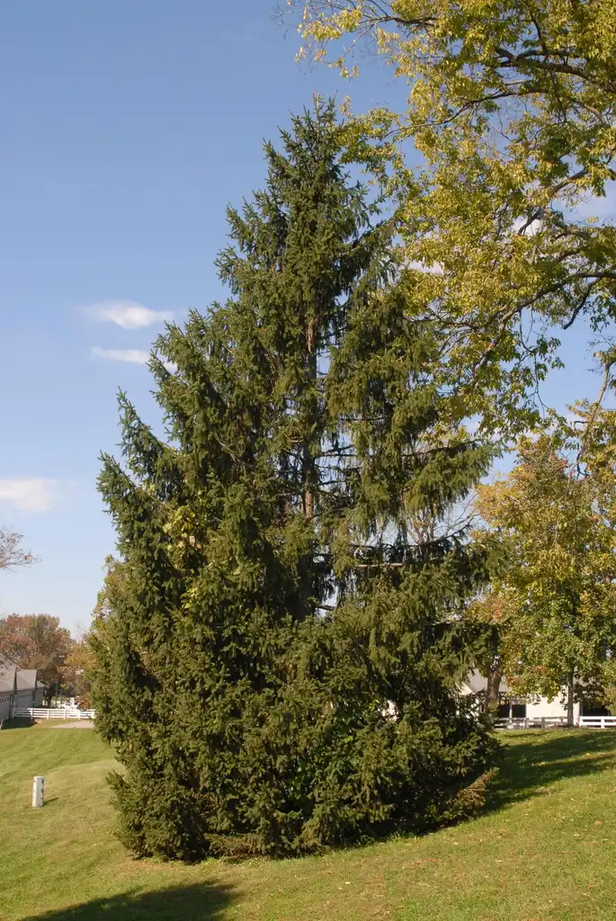 Photo of Picea abies - Full Form:Jim Robbins