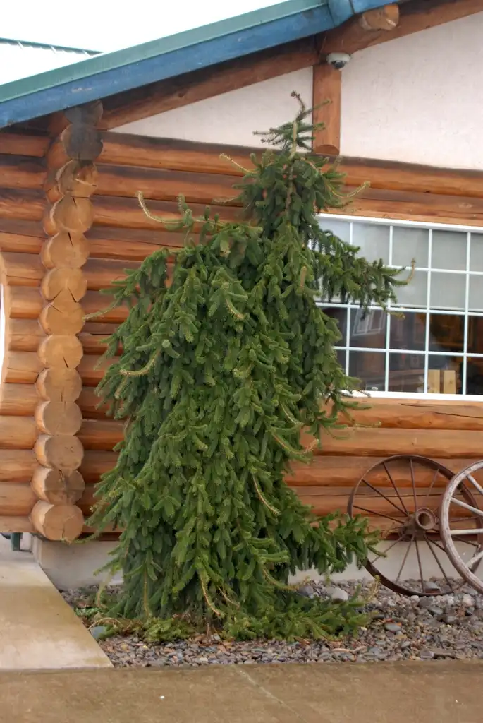 Photo of Picea abies - 'Pendula' Form:Jim Robbins