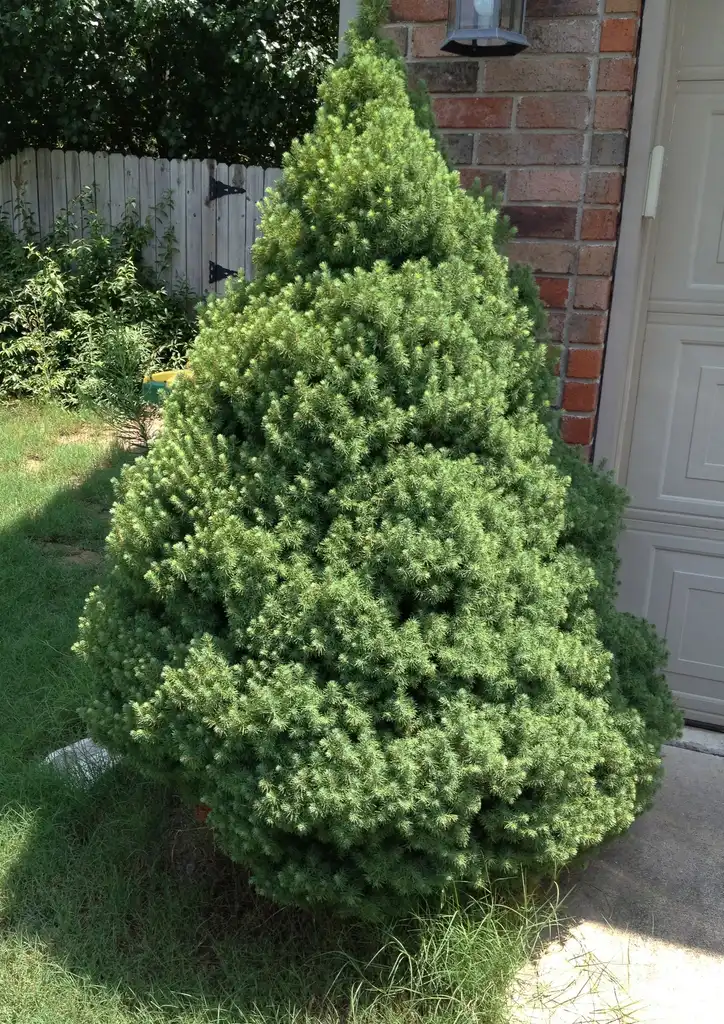 Photo of Picea abies - 'Conica' Full Form:Jim Robbins