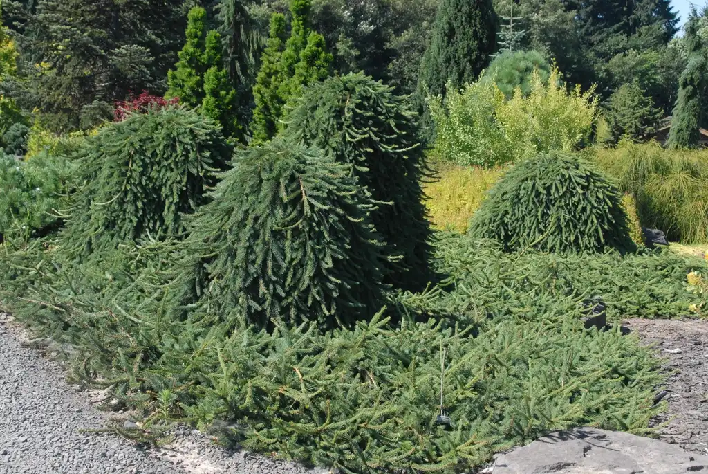 Photo of Picea abies - 'Frohburg' Full Form:Jim Robbins