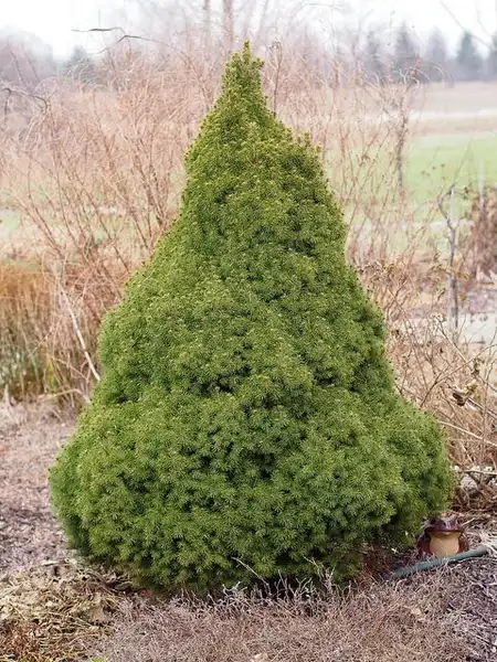 Фото Picea glauca 'Conica' (Picea glauca 'Conica's)