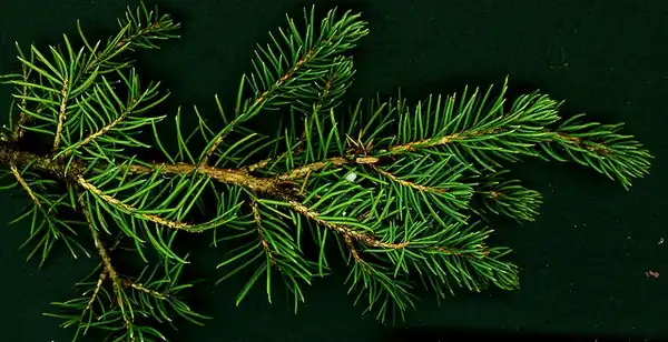 Фото Picea glauca 'Conica' (Picea glauca 'Conica's)