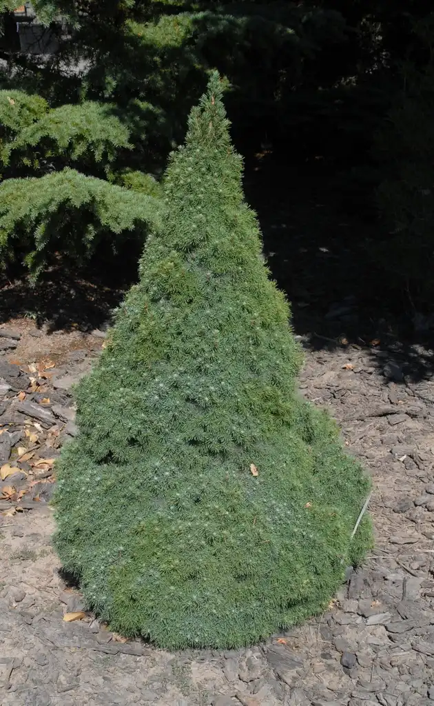 Photo of Picea glauca (Picea glaucas)