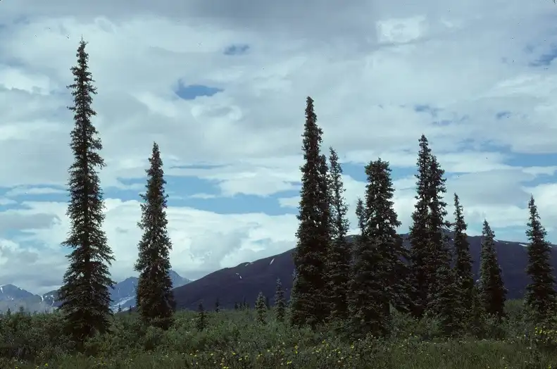Photo of Picea glauca (Picea glaucas)