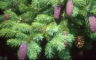 Photo of Picea likiangensis var. purpurea (Picea likiangensis var. purpureas)