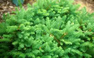 Foto de Picea mariana 'Nana' (Picea mariana 'Nana's)