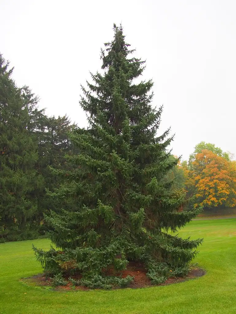 Photo of Picea omorika (Picea omorikas)