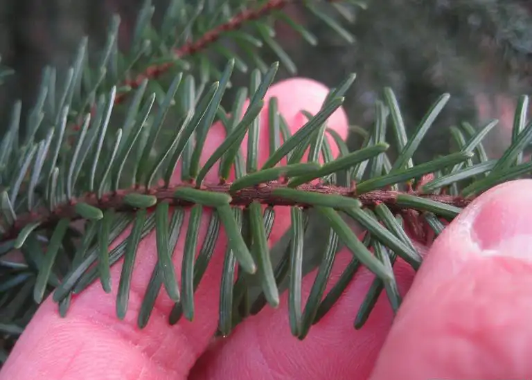 Photo of Picea omorika (Picea omorikas)
