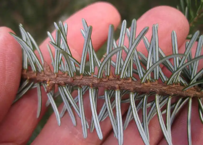 Photo of Picea omorika - Foliage (underside):Rob Routledge, Sault College, Bugwood.org