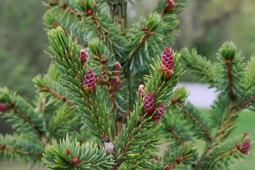 Photo of Picea omorika - Seed Cones:Lifer