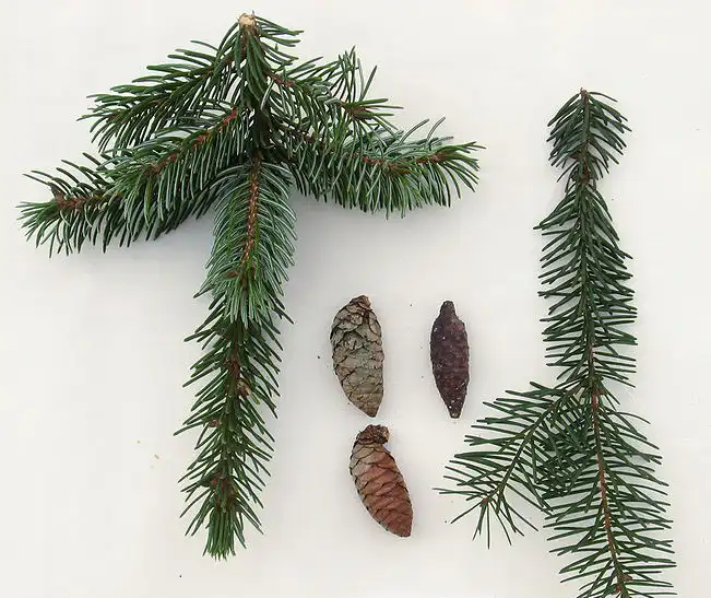Photo of Picea omorika - Twigs and Cones:Tobias Schula