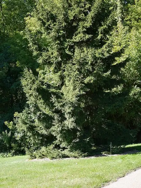 Фото Picea orientalis 'Nana' (Picea orientalis 'Nana's)