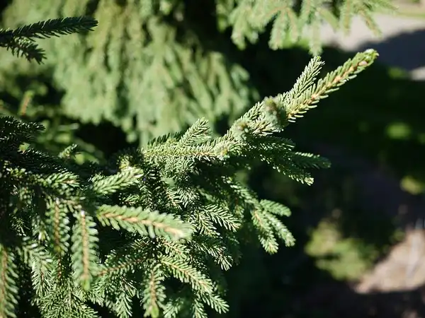 Фото Picea orientalis 'Nana' (Picea orientalis 'Nana's)