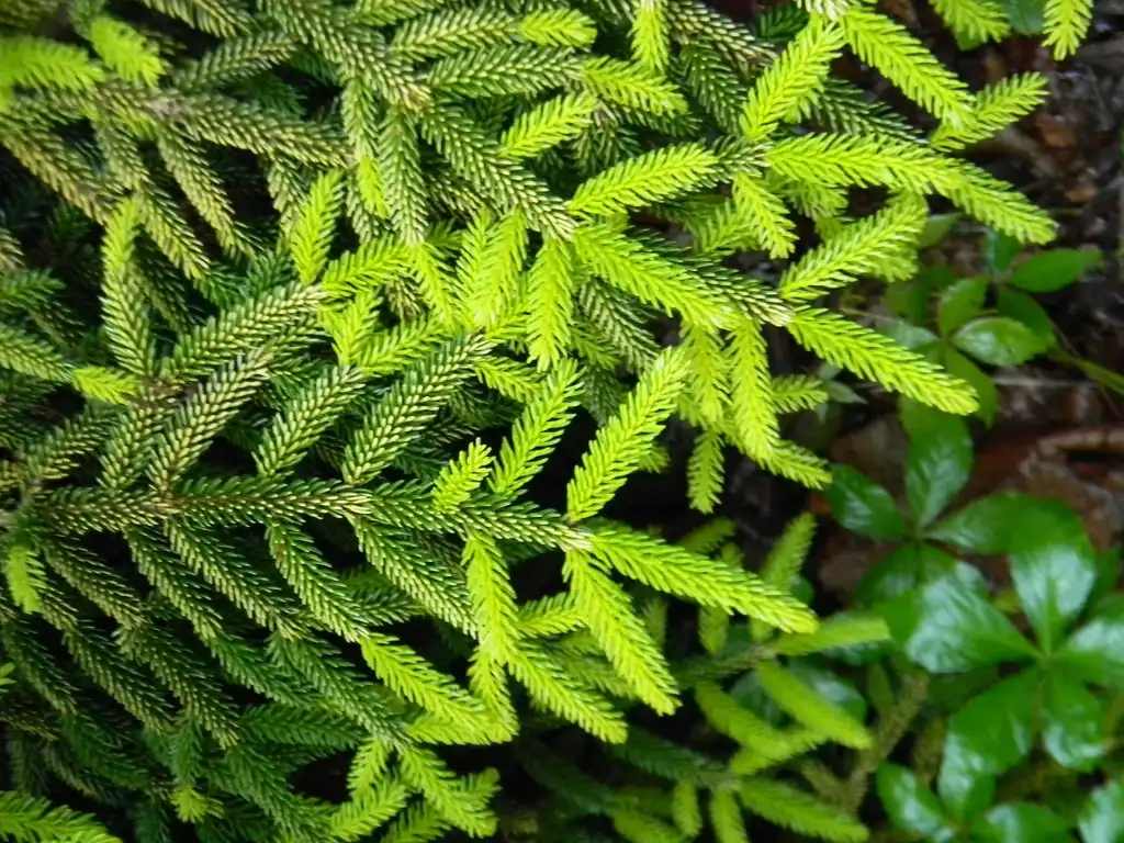 Фото Picea orientalis 'Skylands' (Picea orientalis 'Skylands's)