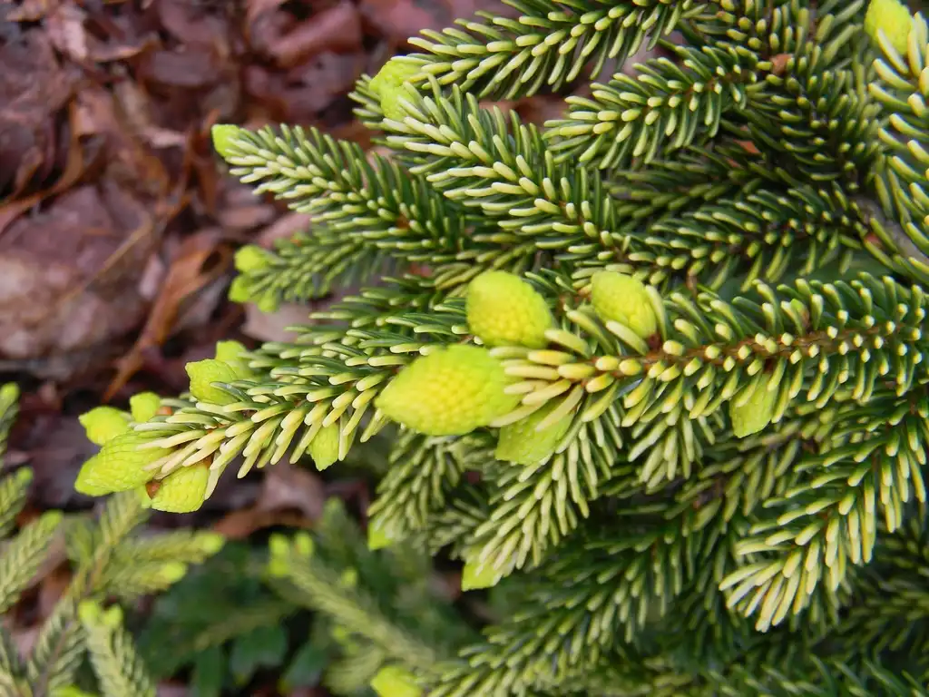 Фото Picea orientalis 'Skylands' (Picea orientalis 'Skylands's)