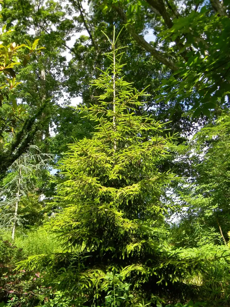 Фото Picea orientalis 'Skylands' - Full form (Buncombe County, NC):Randy Harter