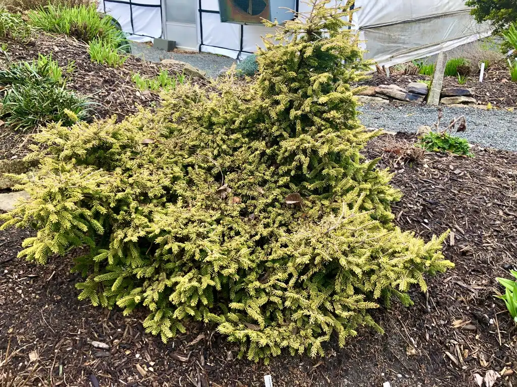 Фото Picea orientalis 'Skylands' - Form (Wake County,NC)-Early Spring:Cathy Dewitt