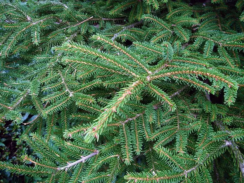 Foto de Picea orientalis (Picea orientaliss)