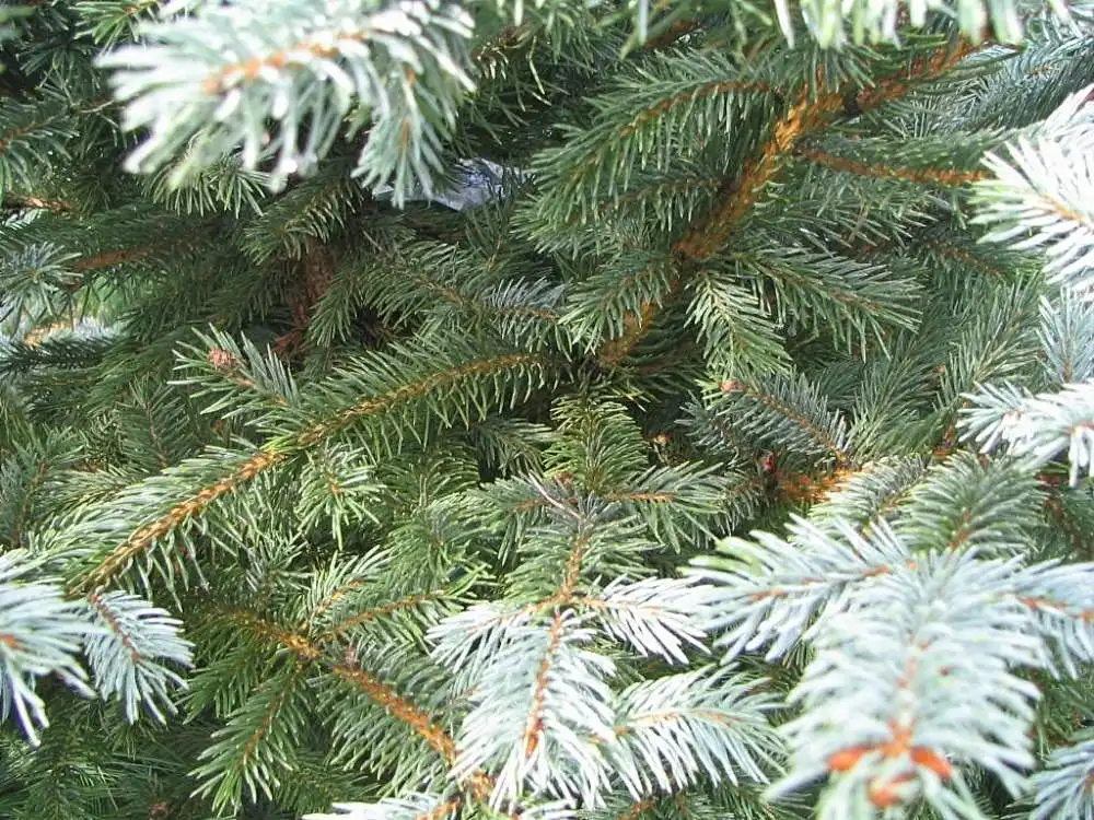 Photo of Picea pungens 'Fat Albert' (Picea pungens 'Fat Albert's)