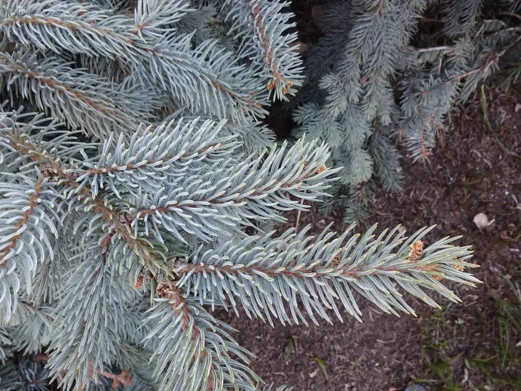 Photo of Picea pungens 'Pendula' (Picea pungens 'Pendula's)