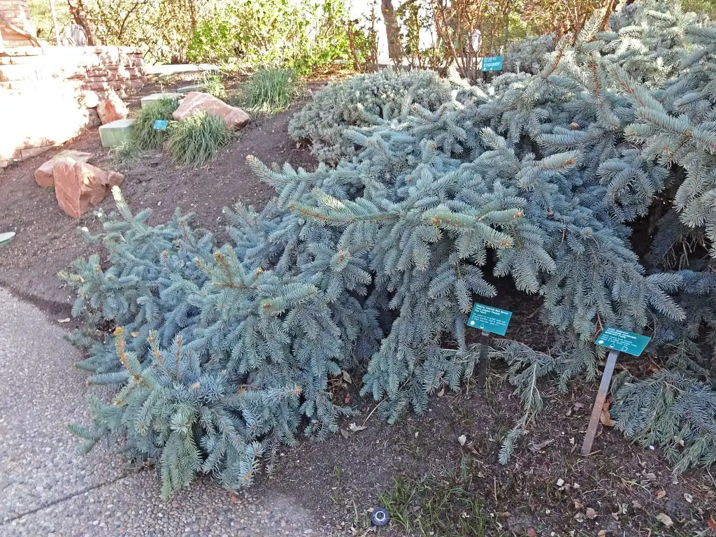 Photo of Picea pungens 'Pendula' (Picea pungens 'Pendula's)