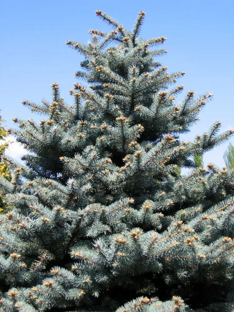 Фото Picea pungens (Picea pungenss)