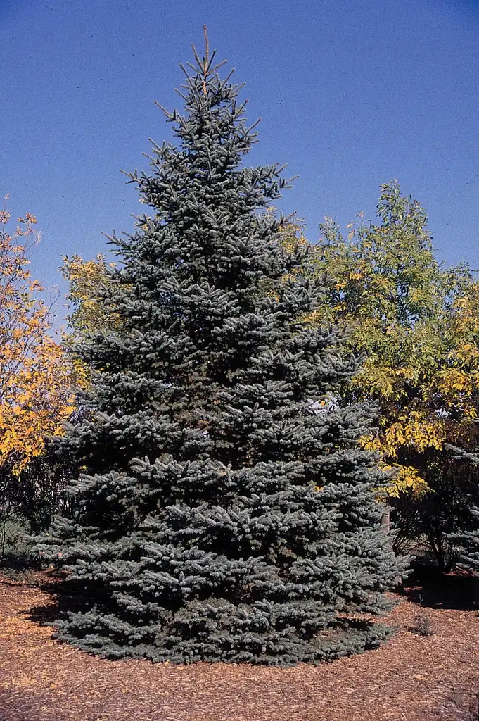 Фото Picea pungens (Picea pungenss)
