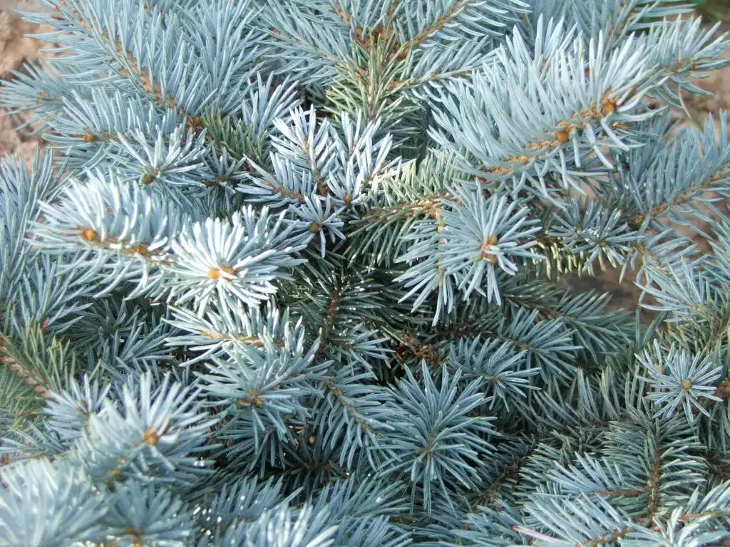 Фото Picea pungens - Foliage of 'Glauca globosa':Opiola Jerzy