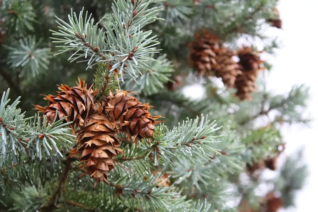 Фото Picea pungens - Seed cones:Chris