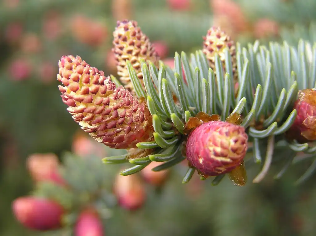 Фото Picea pungens - Male cones:beentree