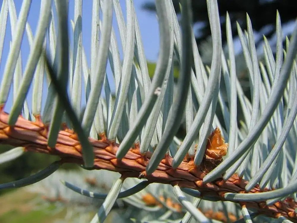 Фото Picea pungens - Stem and needles:David J. Stang