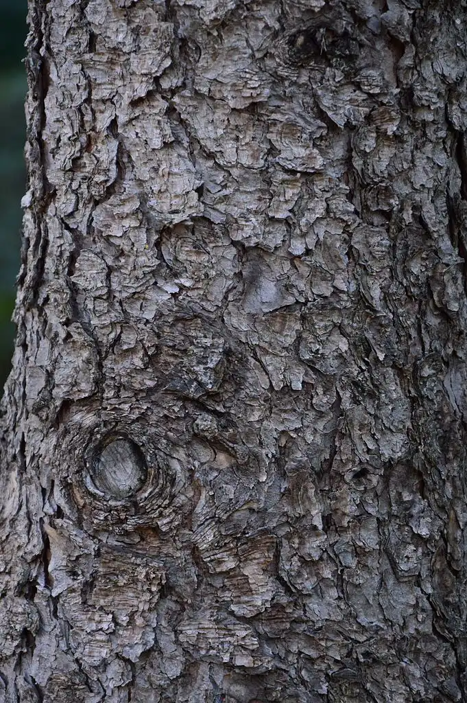 Фото Picea pungens - Bark:Illustratedjc