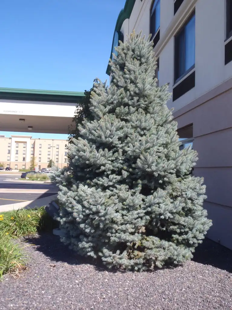 Фото Picea pungens - 'Glauca' Form:Jim Robbins
