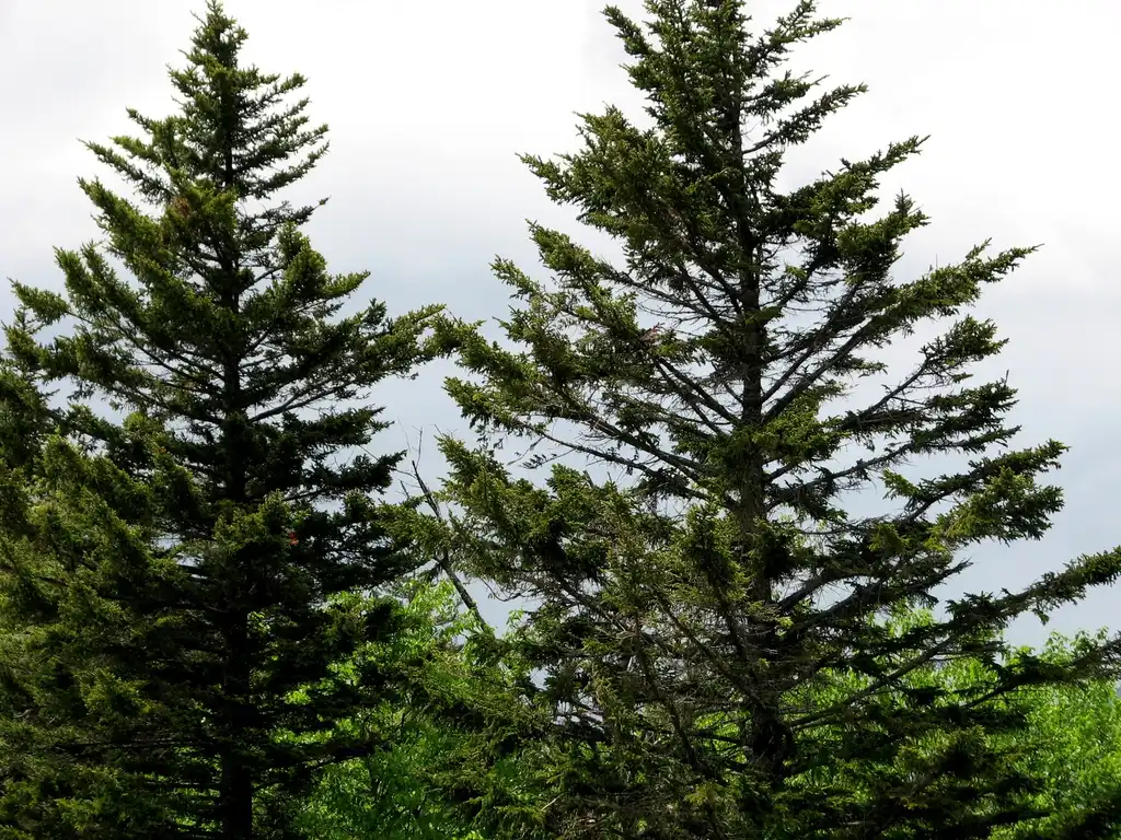 Photo of Picea rubens (Picea rubenss)
