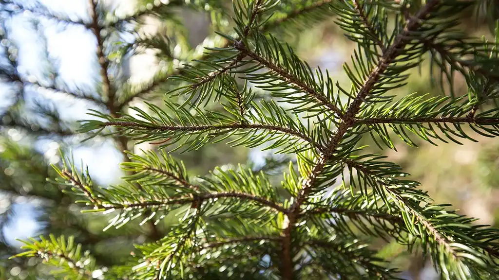 Photo of Picea rubens (Picea rubenss)