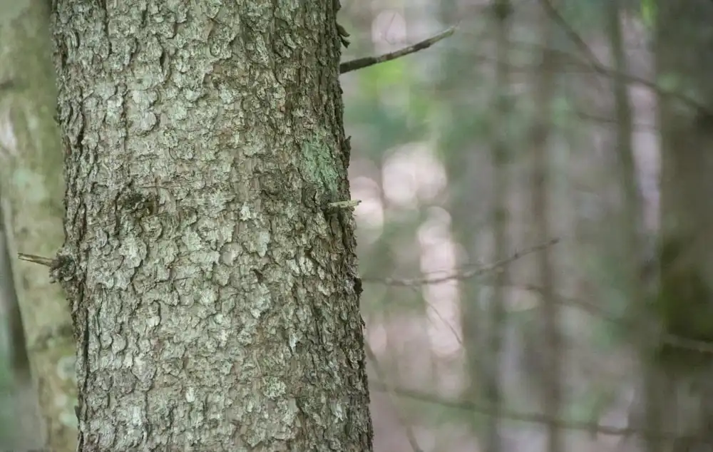 Photo of Picea rubens - Bark:Erika Mitchell