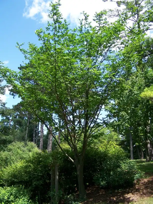 Photo of Picrasma quassioides (Picrasma quassioidess)