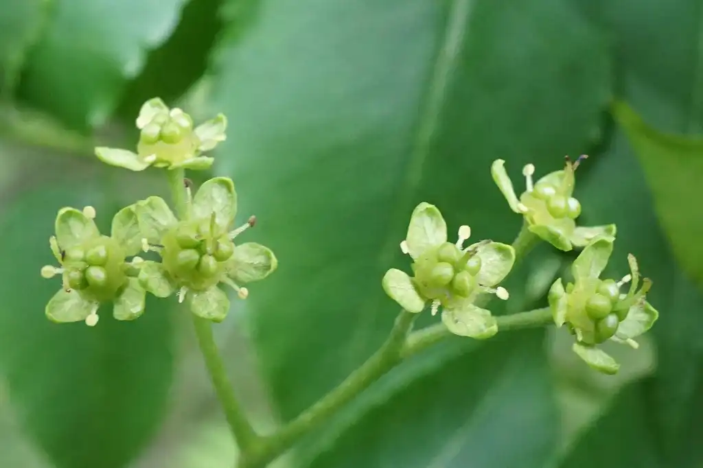 Photo of Picrasma quassioides (Picrasma quassioidess)