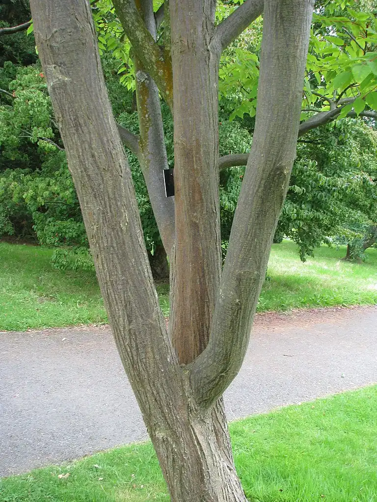 Photo of Picrasma quassioides - Bark:peganum