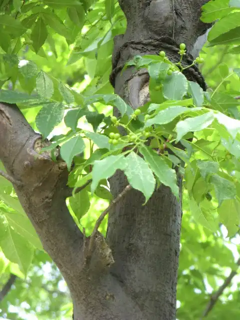Photo of Picrasma quassioides - Leaves and bark:Pieria