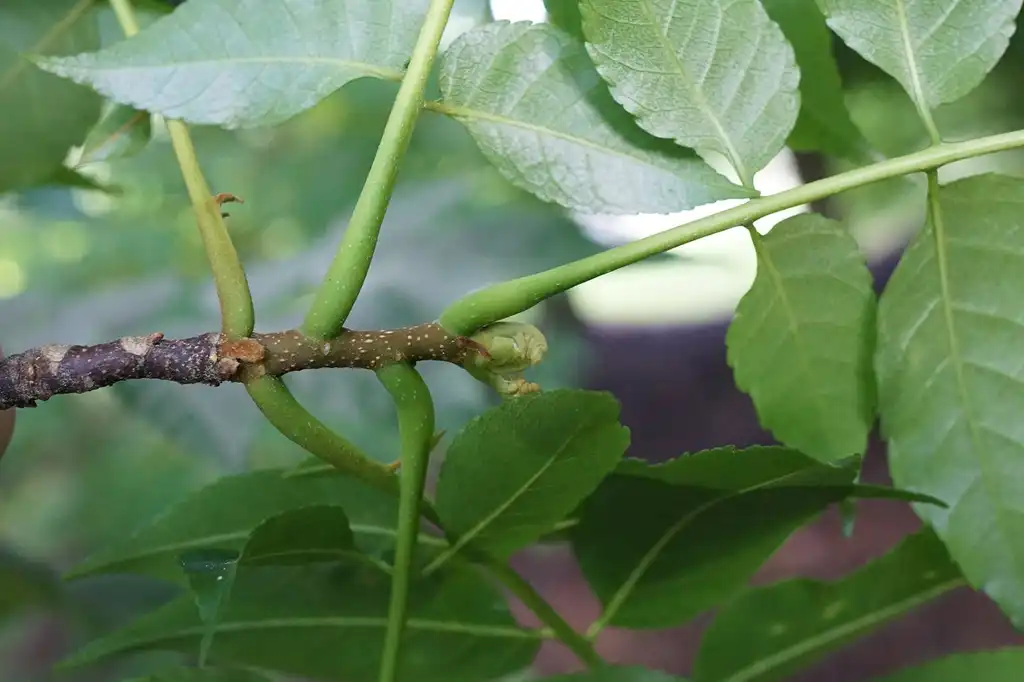 Photo of Picrasma quassioides - Stem:Plant Image Library