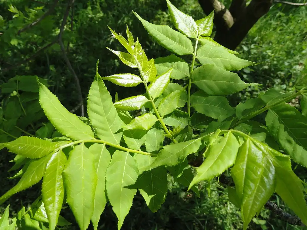 Photo of Picrasma quassioides - Leaves:Daderot