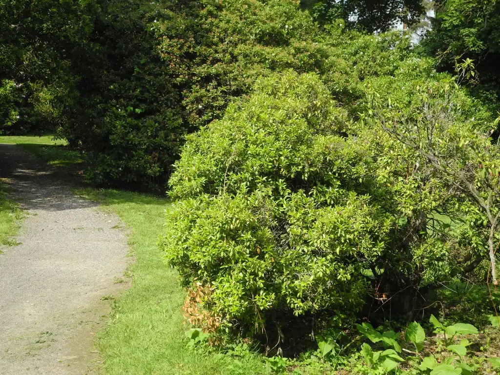 Фото Pieris floribunda (Pieris floribundas)