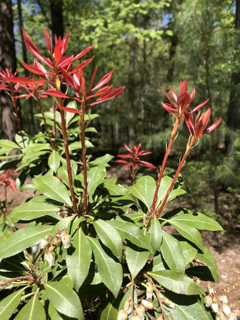 Photo of Pieris formosana (Pieris formosanas)