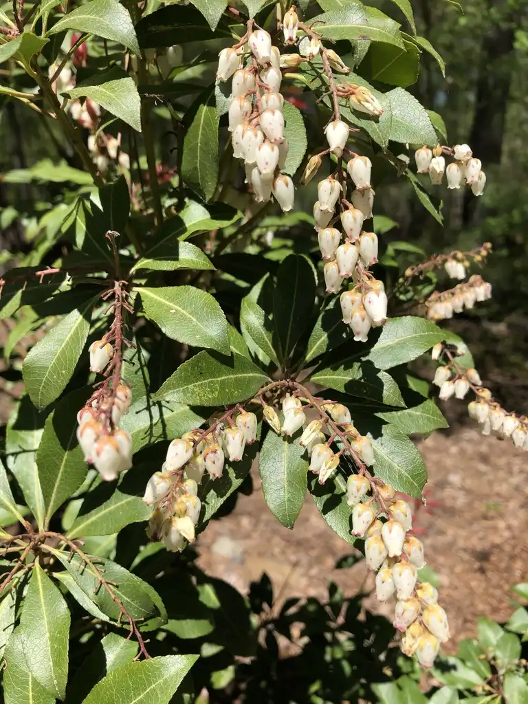 Photo of Pieris formosana (Pieris formosanas)