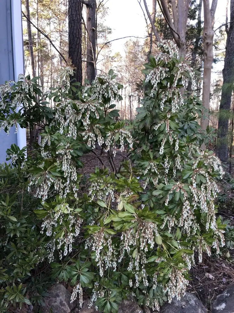 Photo of Pieris formosana - 'Forrestii' Full Form (Cary,NC):Andrea Laine