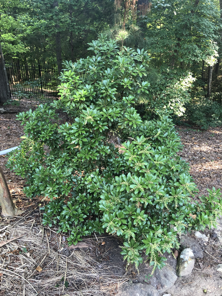Photo of Pieris formosana - 'Forrestii' Form (Durham, NC)-Summer:Andrea Laine