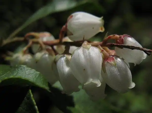 Photo of Pieris japonica (Pieris japonicas)